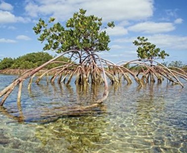 Pakistan_Mangroves_Project
